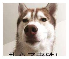 搞笑 买狗,搞笑买狗记